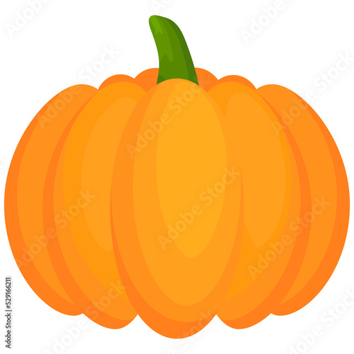 Pumpkin flat vegetable. Halloween harvest pumpkin.
