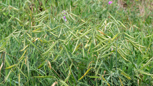 Lathyrus sylvestris - Flat pea - Gesse des bois - Gesse sauvage