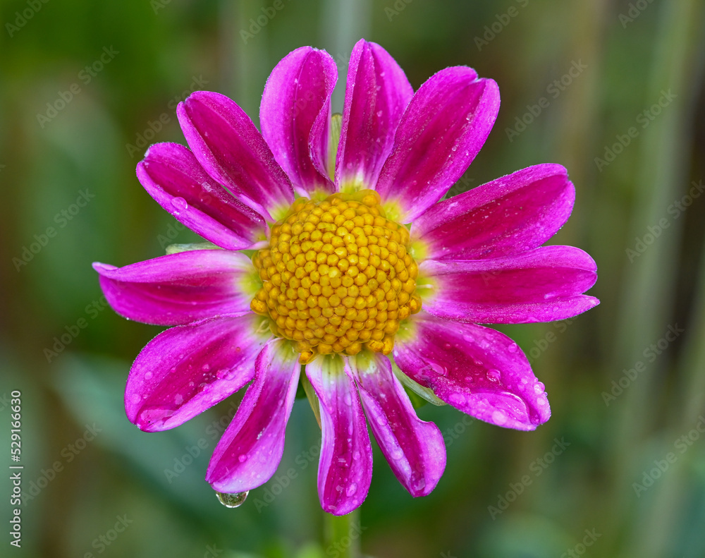 Beautiful close-up of a single-flowered dahlia Beautiful close-up of a single-flowered dahlia