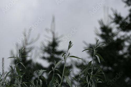 Close-up view of Olivier de boheme branches before the blurred trees background photo
