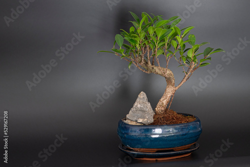 Ficus retus bonsai