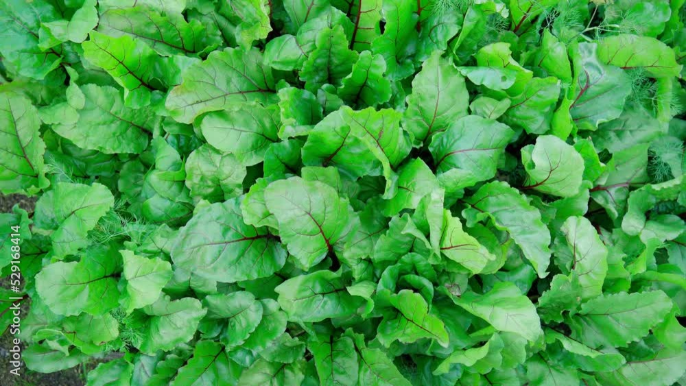Growing young beetroot lettuce leaves chard. The concept of rural life and homemade vegetables. Growing young beetroot lettuce leaves chard. The concept of rural life and homemade vegetables.