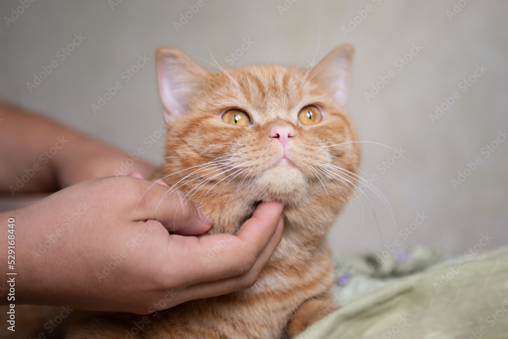 Ginger kitten likes being pets by male hand. Purebed british shorthaired cat. Ginger kitten likes being pets by male hand. Purebed british shorthaired cat.