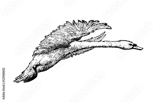 flying swan vector illustration on white background