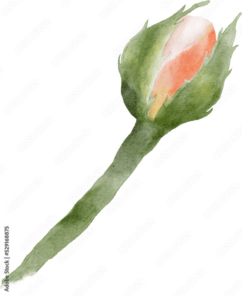 Fototapeta premium Rose Flower Watercolor