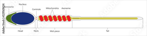 Human sperm cell. Vector illustration. photo