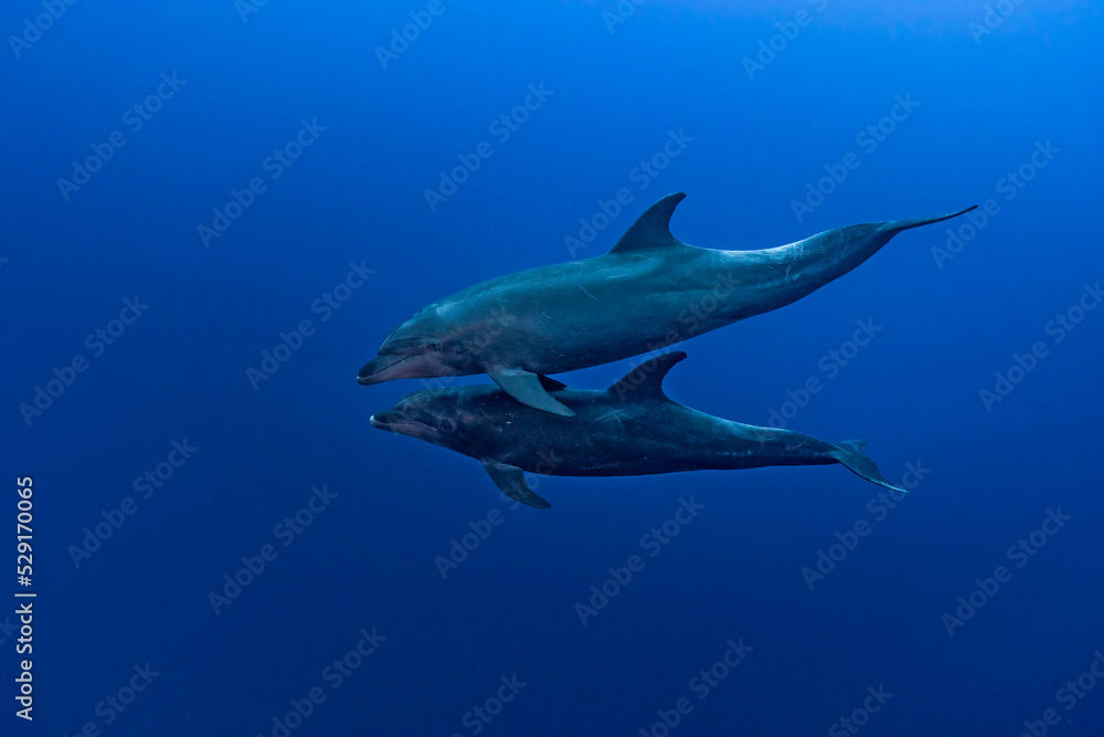 Obraz premium Couple of bottle-nose dolphins (Tursiops truncatus) swimming in the blue.