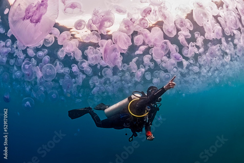 Diver in a bloom of jellyfishes Aurelia aurita pointing something