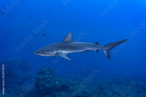 Galapagos shark (Carcharhinus galapagensis) swimming in the blue