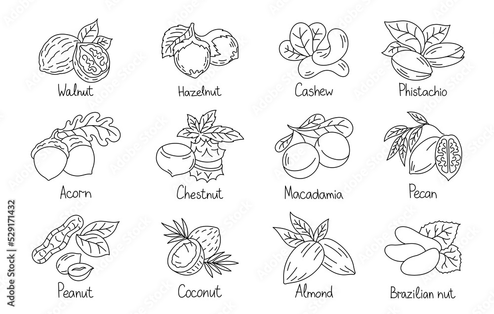 Different types of nuts. Set of outline icons. Editable stroke size.