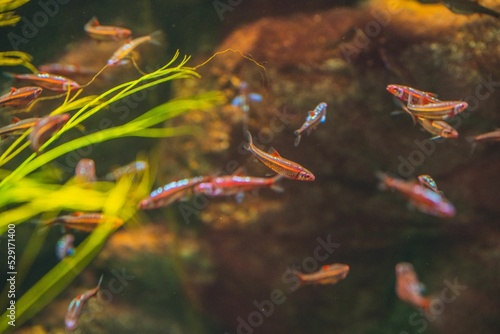 Closeup of rainbow shiner fish in the aquarium. Notropis chrosomus. photo