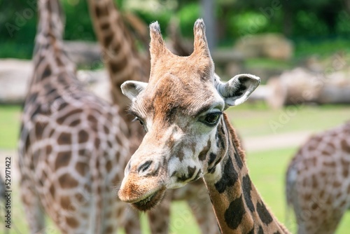 Photography Closeup shot of giraffes at the zoo.