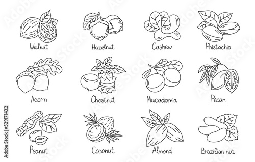 Different types of nuts. Set of outline icons. Editable stroke size.