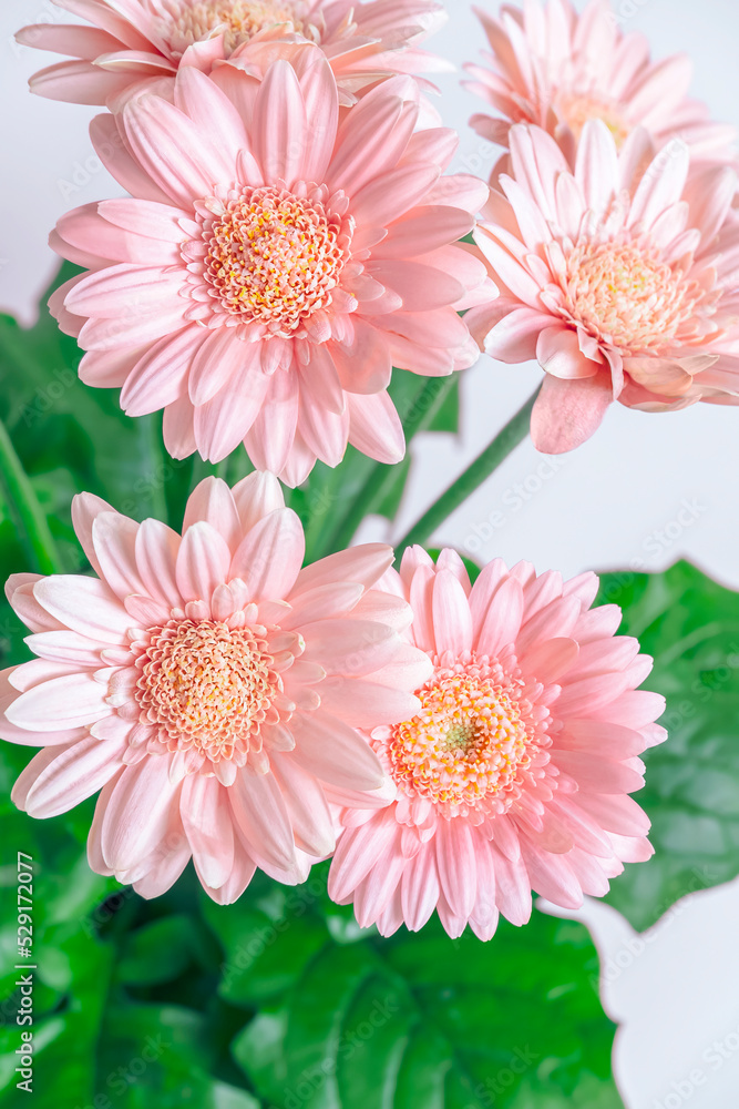 Blooming peach-colored gerbera on a light gray vertical background. Gerbera flower, lightly toned photo Blooming peach-colored gerbera on a light gray vertical background. Gerbera flower, lightly toned photo
