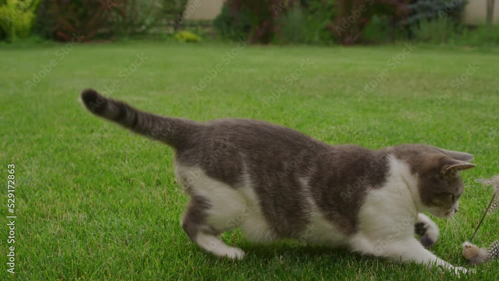 White tabby domestic short hair cat hunting on a toy mouse playing in the garden White tabby domestic short hair cat hunting on a toy mouse playing in the garden