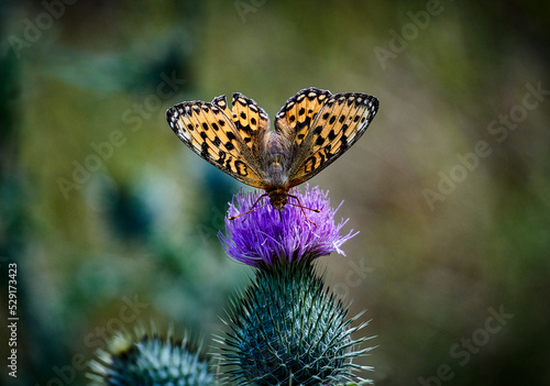 Queen of Spain fritillary butterfly photo