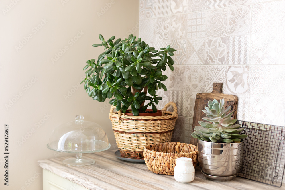 Money tree and succulent in pots on kitchen table. Space for text. Green houseplant in wiske straw basket. Kitchen utensils, dishes and cozy decor on a wooden countertop. Stylish kitchen interior. 
