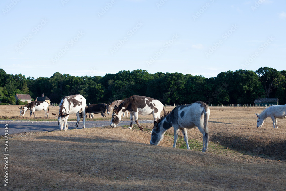 Obraz premium Donkeys grazing in the New Forest
