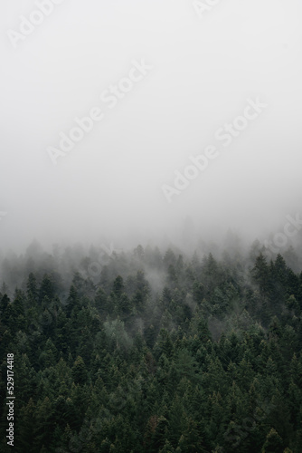 Fog over the pine tree forest in the mountains