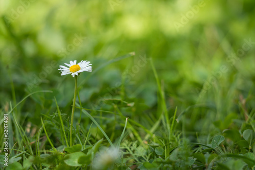 Small white flower close-up on a green blurred background. Macro photography of flowers