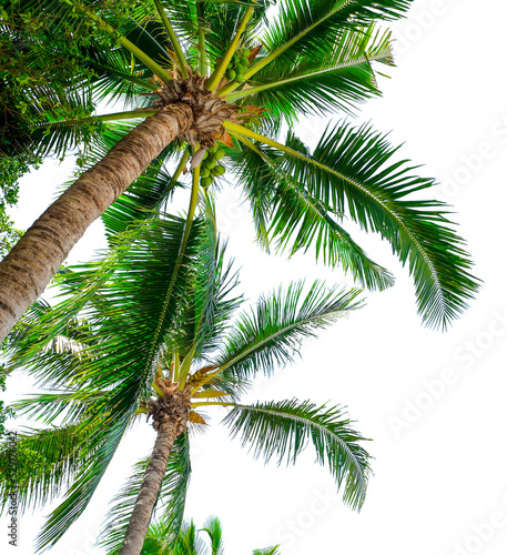 coconut tree