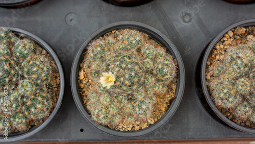 small Mammillaria bocasana in pots photo