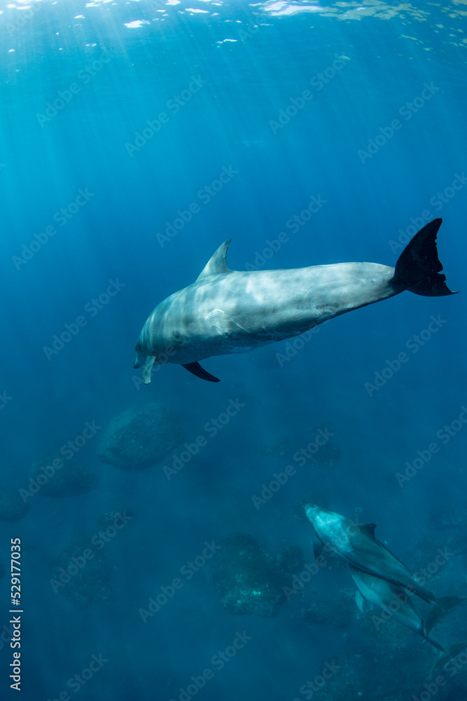 Naklejka premium wildlife dolphins