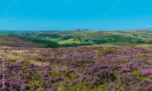 A view of the heather covered contryside at the northern end of the Roaches escarpment, Staffordshire, UK in summertime