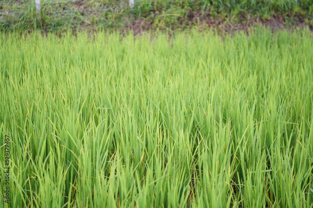 rice field rice field