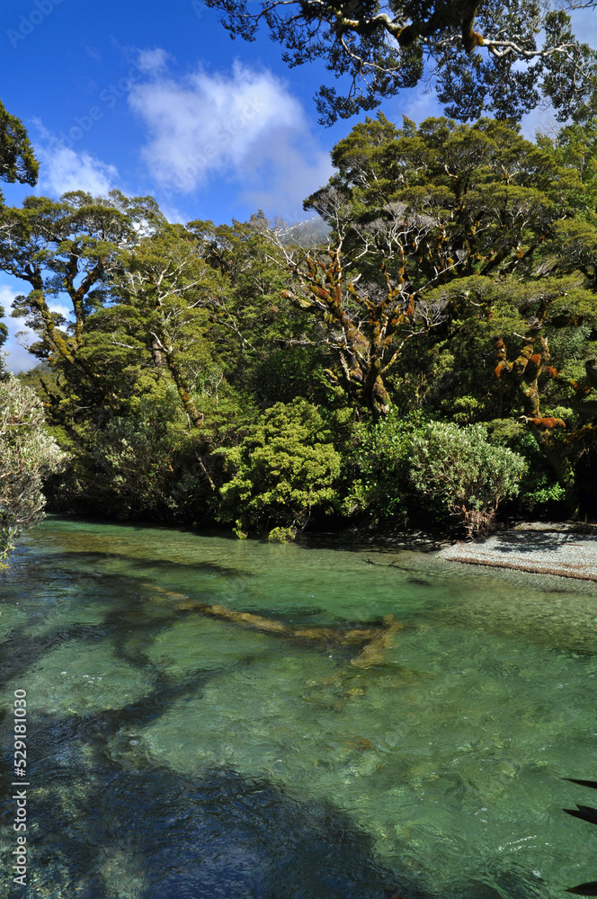 Fluss Regenwald Neuseeland