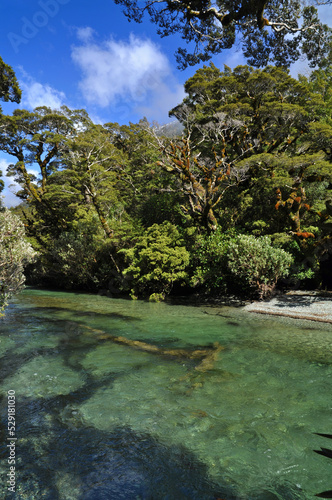 Fluss Regenwald Neuseeland