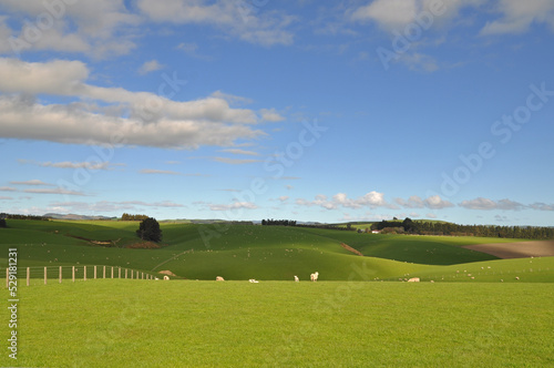 Sheep Farm Rolling Hills Neuseeland