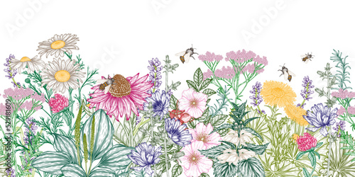 Seamless horizontal vector pattern of medicinal herbs and bees in engraving style. Linear chamomile, chicory, clover, lavender, plantain, valerian, echinacea, rosehip, coltsfoot, ginkgo, nettle photo