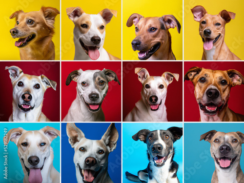 Collage of beautiful dog portraits