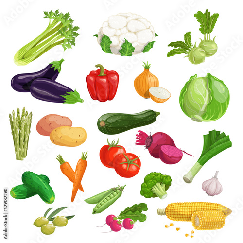 Farm fresh vegetables big set. Collection of veggies icons. Best for menu and package designs. Vector illustrations isolated on white background.