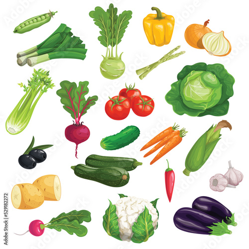 Farm fresh vegetables big set. Collection of veggies icons. Best for menu and package designs. Vector illustrations isolated on white background.