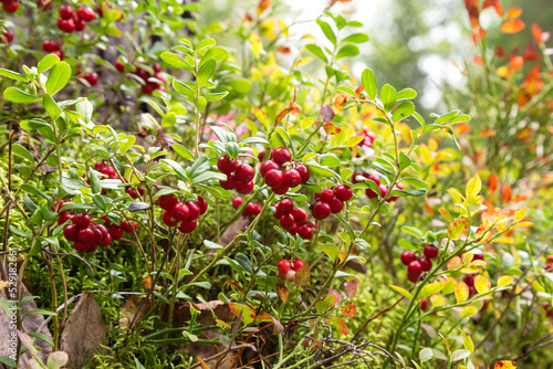 Red ripe lingonberry or cowberry on natural forest background in a fall season