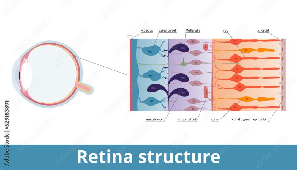 Retina structure Retina cell organization including rods and cones Retina structure Retina cell organization including rods and cones