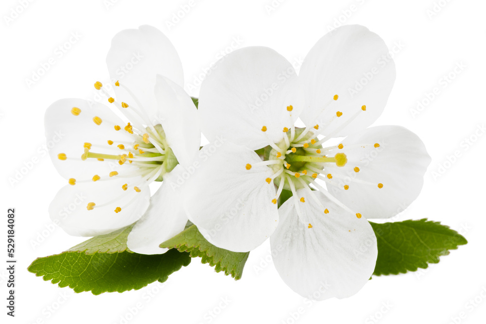 Blossoming cherry with leaves on a white background, macro.
