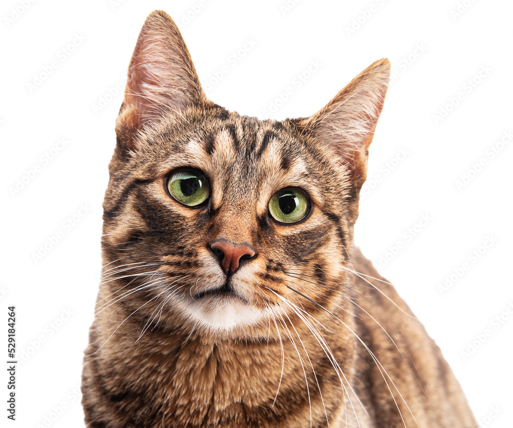 Portrait of a cat on a white background. Isolate