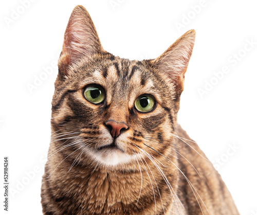 Obraz na płótnie Portrait of a cat on a white background. Isolate w salonie