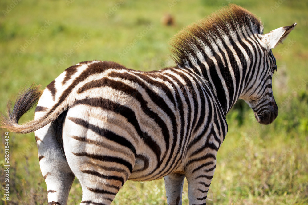 Beautiful adult zebra specimen in the African savannah of South Africa. These herbivorous animals are often seen on wildlife safaris. Beautiful adult zebra specimen in the African savannah of South Africa. These herbivorous animals are often seen on wildlife safaris.