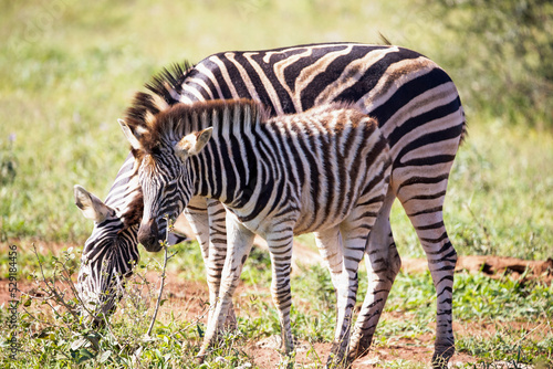Beautiful zebra cub with her mother walking in the African savannah of South Africa, these herbivorous animals are often seen on wildlife safaris.