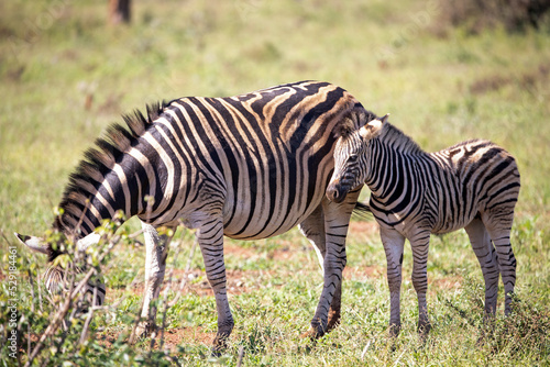 Zebra calf watching its mother eating in the African savannah of South Africa  these herbivorous animals are often seen on wildlife safaris.