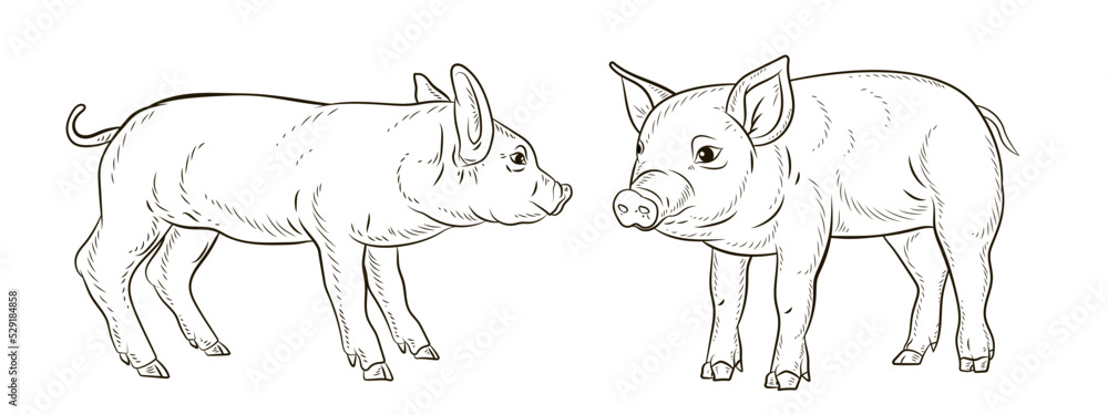 A pet, a pig. Black and white image. Coloring book for children. Vector drawing. A pet, a pig. Black and white image. Coloring book for children. Vector drawing.