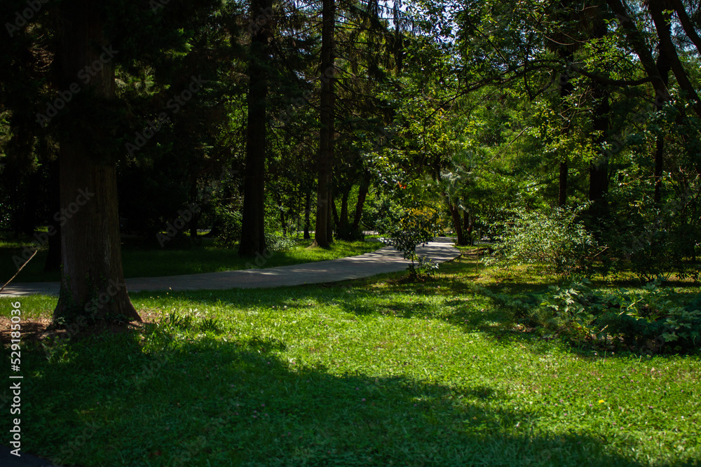 beautiful views of the summer park beautiful views of the summer park