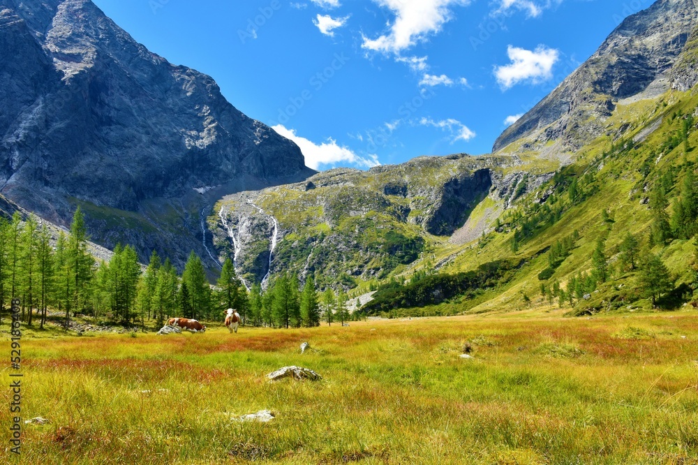 View of Gradenmoos basin in Gradental valley in Schober group sub-range of Hohe Tauern in Central Eastern Alps, Carinthia, Austria with cows grazing on the pasture and waterfalls flowing behind