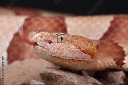 A portrait of an Eastern Copperhead using its forked tongue to sense its surroundings

