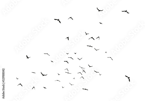 Fototapete Set of black flying bird silhouettes on transparent background