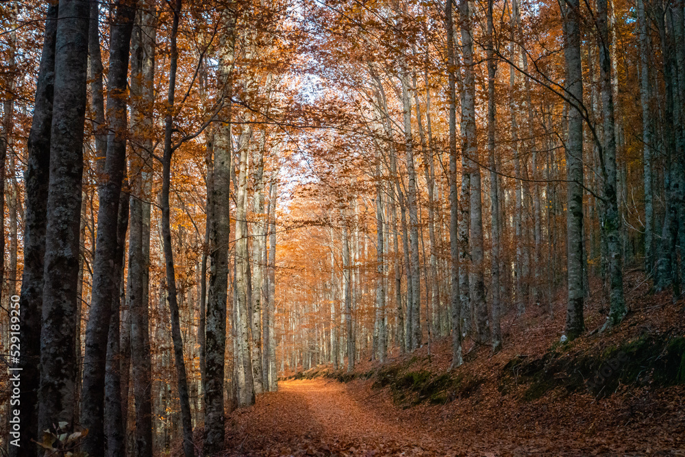 Obraz premium São Lourenço Beech Tree Forest, pathway leaves fall in ground landscape on autumnal background in November, Manteigas, Serra da Estrela, Portugal.